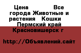 Zolton › Цена ­ 30 000 - Все города Животные и растения » Кошки   . Пермский край,Красновишерск г.